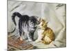 The Introduction: Silver and Ginger Kittens-Julius Adam-Mounted Giclee Print