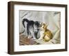 The Introduction: Silver and Ginger Kittens-Julius Adam-Framed Giclee Print