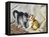 The Introduction: Silver and Ginger Kittens-Julius Adam-Framed Stretched Canvas