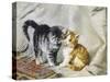 The Introduction: Silver and Ginger Kittens-Julius Adam-Stretched Canvas