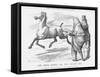 The Irish Horse; or Not Caught Yet, 1879-Joseph Swain-Framed Stretched Canvas