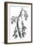 The Irish Potato Famine. View of Diseased Potato Stem-null-Framed Art Print