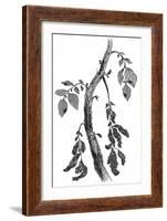 The Irish Potato Famine. View of Diseased Potato Stem-null-Framed Art Print