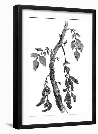 The Irish Potato Famine. View of Diseased Potato Stem-null-Framed Art Print