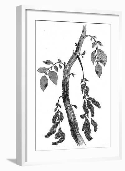 The Irish Potato Famine. View of Diseased Potato Stem-null-Framed Art Print