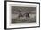 The Islington Horse Show, Trotting a Roadster-John Charlton-Framed Giclee Print