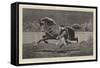 The Islington Horse Show, Trotting a Roadster-John Charlton-Framed Stretched Canvas