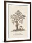 The Jac Tree-Baron De Montalemert-Framed Art Print