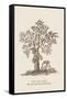 The Jac Tree-Baron De Montalemert-Framed Stretched Canvas