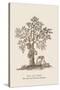 The Jac Tree-Baron De Montalemert-Stretched Canvas