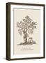 The Jac Tree-Baron De Montalemert-Framed Art Print