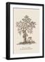 The Jac Tree-Baron De Montalemert-Framed Art Print