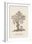 The Jac Tree-Baron De Montalemert-Framed Art Print