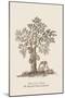 The Jac Tree-Baron De Montalemert-Mounted Art Print