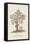 The Jac Tree-Baron De Montalemert-Framed Stretched Canvas