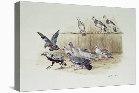 The Jackdaw and the Doves-Randolph Caldecott-Stretched Canvas