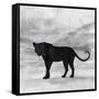 The Jaguar 2-Ata Alishahi-Framed Stretched Canvas