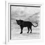 The Jaguar 2-Ata Alishahi-Framed Giclee Print