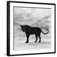 The Jaguar 2-Ata Alishahi-Framed Giclee Print