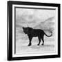 The Jaguar 2-Ata Alishahi-Framed Giclee Print