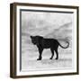 The Jaguar 2-Ata Alishahi-Framed Giclee Print