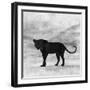 The Jaguar 2-Ata Alishahi-Framed Giclee Print