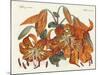 The Japanese Tiger Lily-null-Mounted Giclee Print