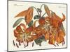 The Japanese Tiger Lily-null-Mounted Giclee Print