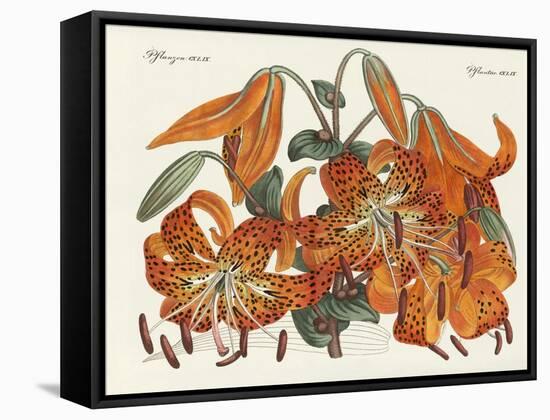 The Japanese Tiger Lily-null-Framed Stretched Canvas