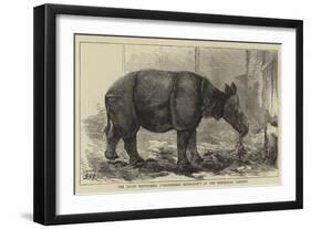 The Javan Rhinoceros (Rhinoceros Sondaicus) at the Zoological Gardens-null-Framed Giclee Print