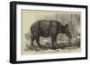 The Javan Rhinoceros (Rhinoceros Sondaicus) at the Zoological Gardens-null-Framed Giclee Print