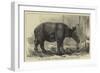 The Javan Rhinoceros (Rhinoceros Sondaicus) at the Zoological Gardens-null-Framed Giclee Print