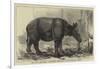 The Javan Rhinoceros (Rhinoceros Sondaicus) at the Zoological Gardens-null-Framed Giclee Print