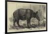 The Javan Rhinoceros (Rhinoceros Sondaicus) at the Zoological Gardens-null-Framed Giclee Print