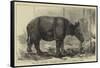 The Javan Rhinoceros (Rhinoceros Sondaicus) at the Zoological Gardens-null-Framed Stretched Canvas