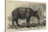 The Javan Rhinoceros (Rhinoceros Sondaicus) at the Zoological Gardens-null-Stretched Canvas