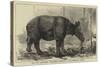 The Javan Rhinoceros (Rhinoceros Sondaicus) at the Zoological Gardens-null-Stretched Canvas