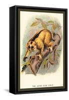 The Javan Slow Loris-Sir William Jardine-Framed Stretched Canvas