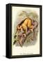 The Javan Slow Loris-Sir William Jardine-Framed Stretched Canvas