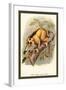 The Javan Slow Loris-Sir William Jardine-Framed Art Print