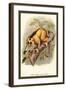 The Javan Slow Loris-Sir William Jardine-Framed Art Print