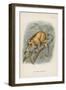 The Javan Slow-Loris-null-Framed Giclee Print