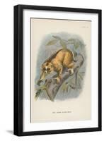 The Javan Slow-Loris-null-Framed Giclee Print