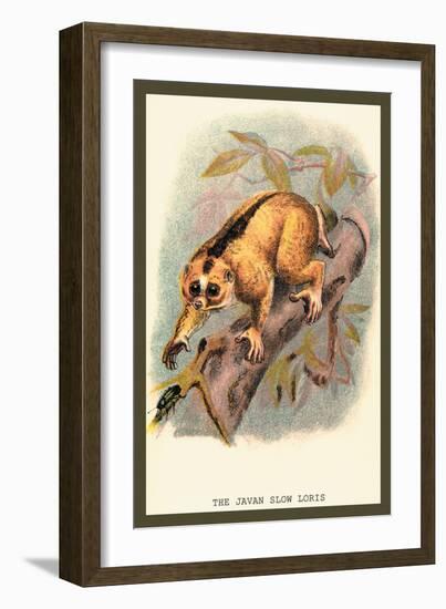 The Javan Slow Loris-Sir William Jardine-Framed Art Print