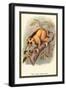 The Javan Slow Loris-Sir William Jardine-Framed Art Print