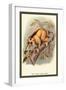 The Javan Slow Loris-Sir William Jardine-Framed Art Print