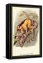 The Javan Slow Loris-Sir William Jardine-Framed Stretched Canvas