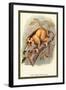 The Javan Slow Loris-Sir William Jardine-Framed Art Print