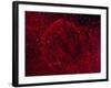 The Jellyfish Nebula-Stocktrek Images-Framed Photographic Print