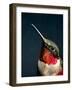 The Jeweled Beauty of a Hummingbird-Holly Miller-Pollack-Framed Photographic Print